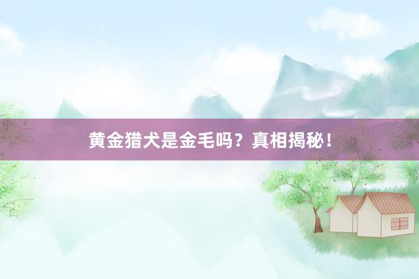 黄金猎犬是金毛吗？真相揭秘！